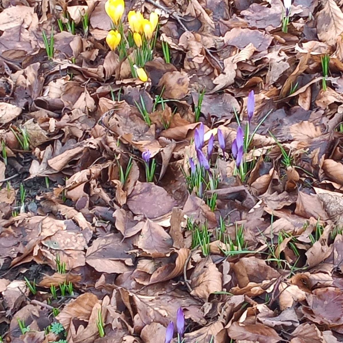 Signs of Spring in Borsdane&nbsp;Wood