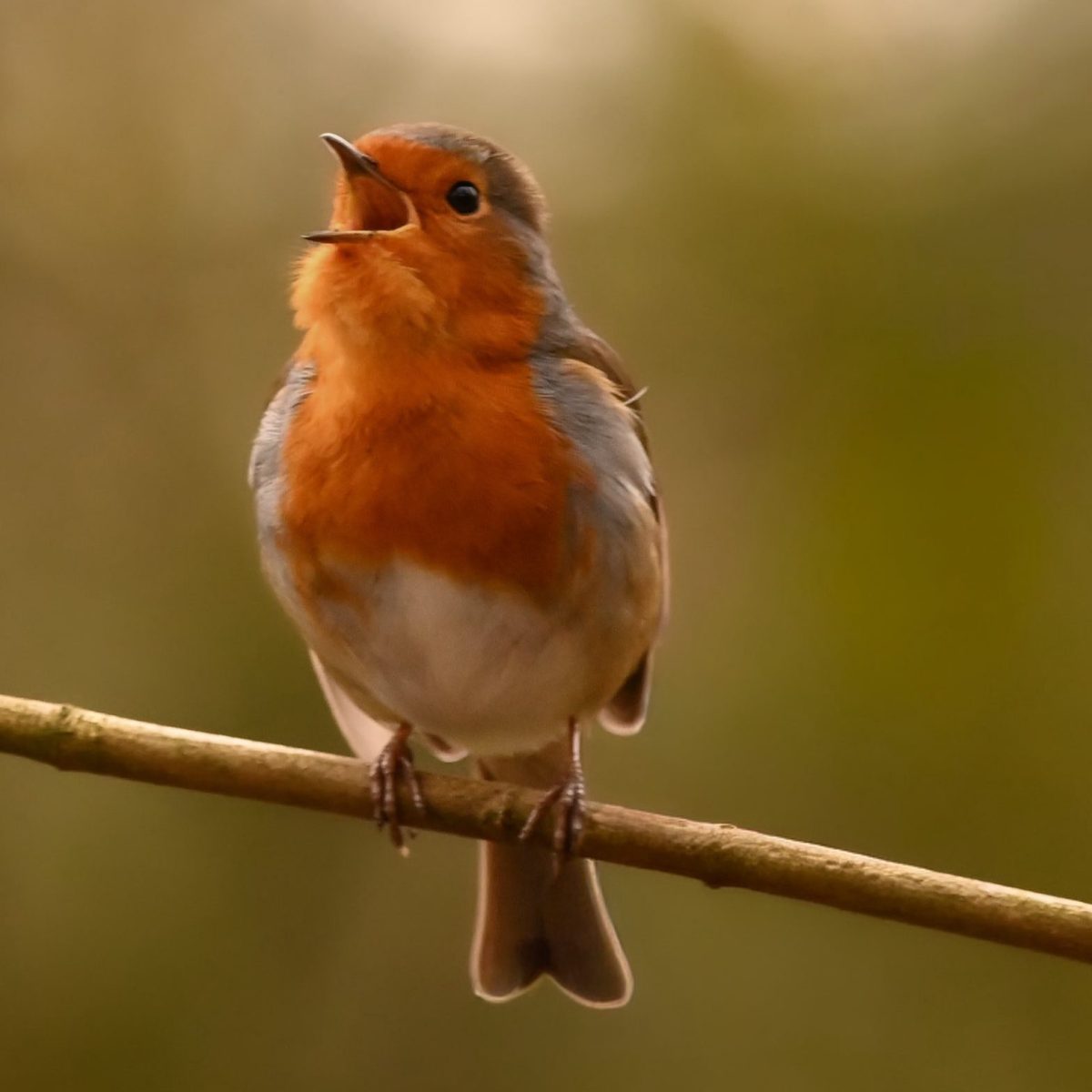 Borsdane Wood Through Alex’s&nbsp;Lens