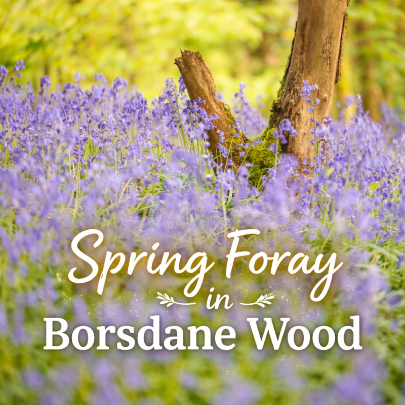 A Wonderful Spring Foray in Borsdane&nbsp;Wood